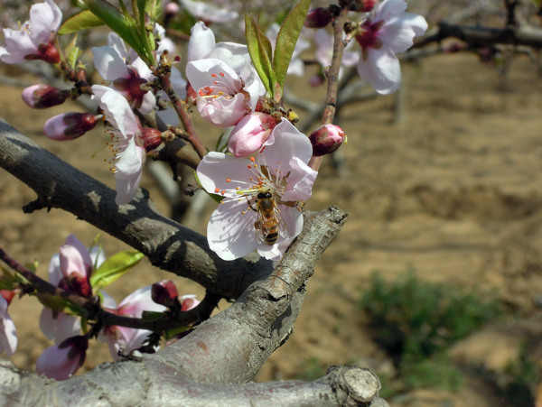 桃花蜜蜂图片