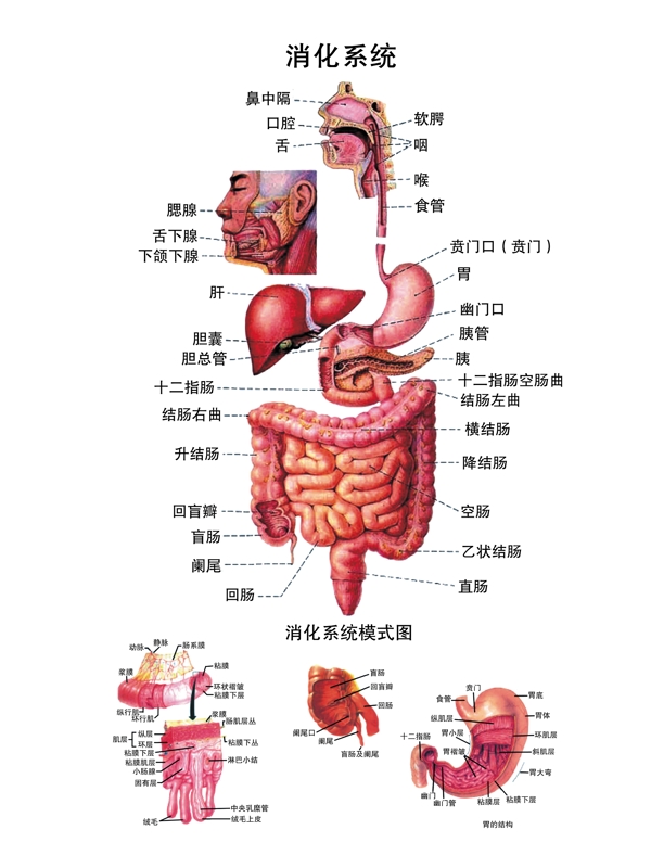 消化系统解剖图PSD完全分层图片