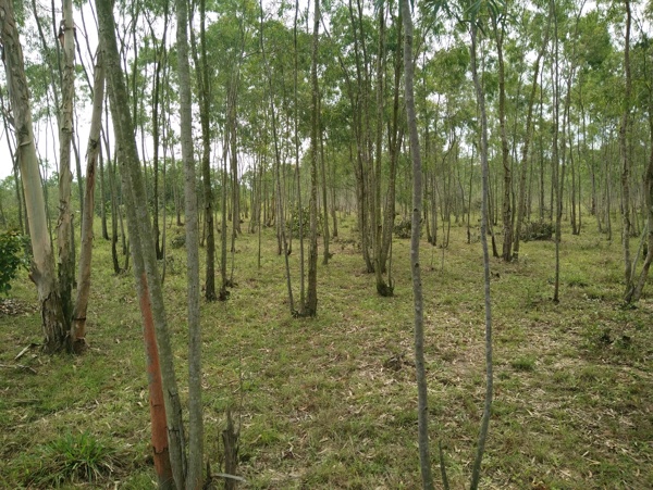 樹林