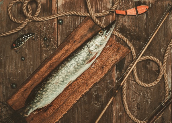 木板上的麻绳鱼类图片