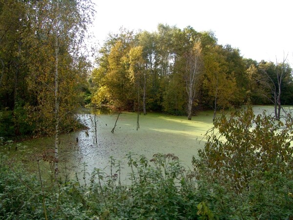 秋天湖水树林风景图片