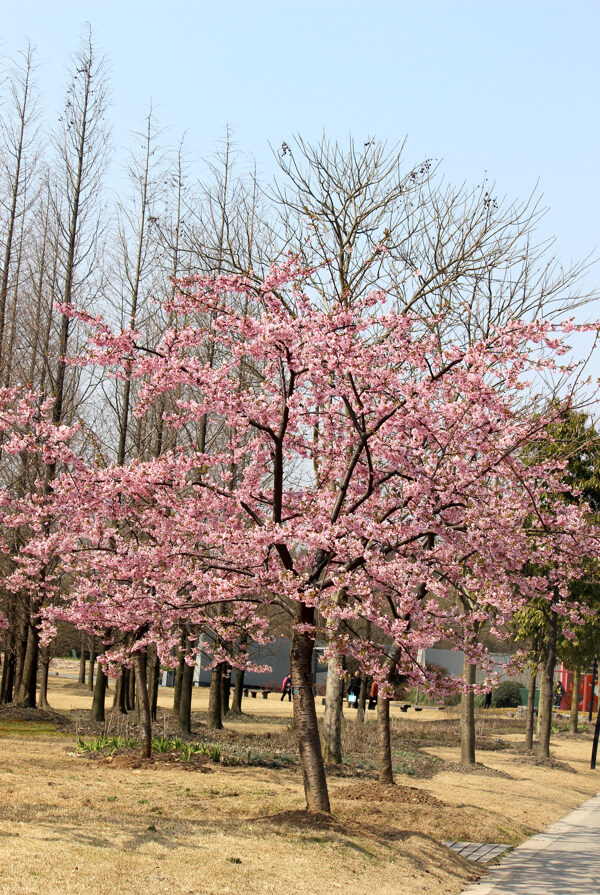 櫻花
