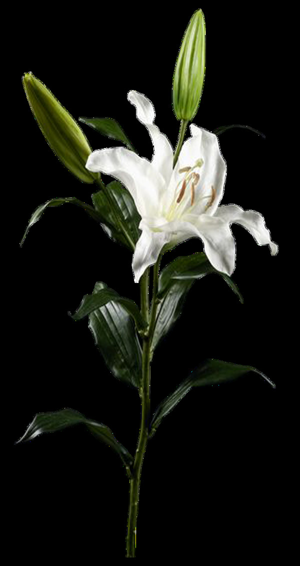 百合花png免扣元素