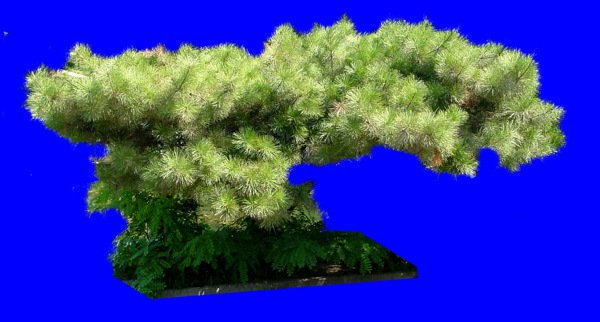 植物貼圖素材JPG1047