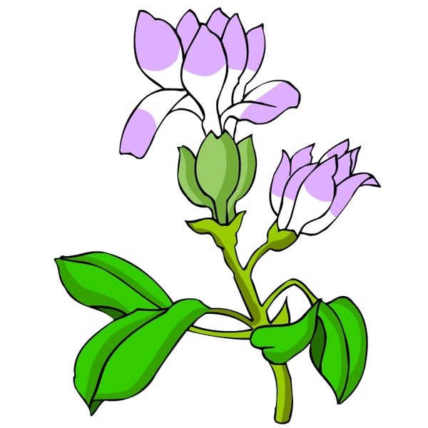 花卉古典插畫