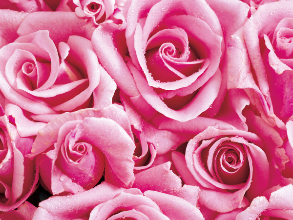 植物红玫瑰花鲜花图片特写素材宽屏高清壁纸
