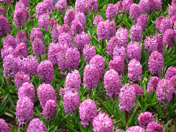 紫色风信子花卉摄影图片