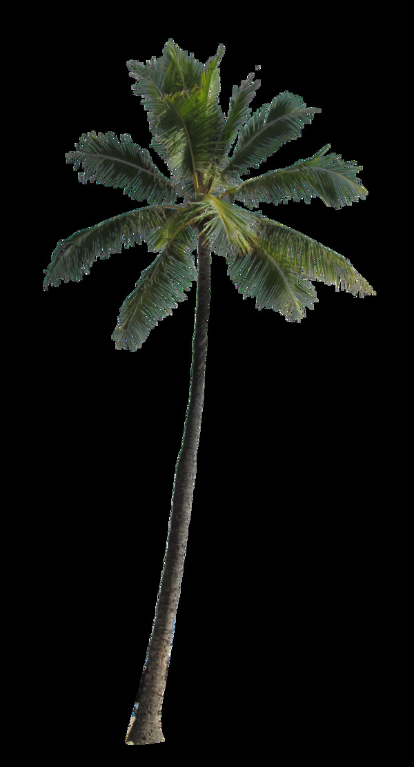 绿色高大棕榈树免抠png透明素材