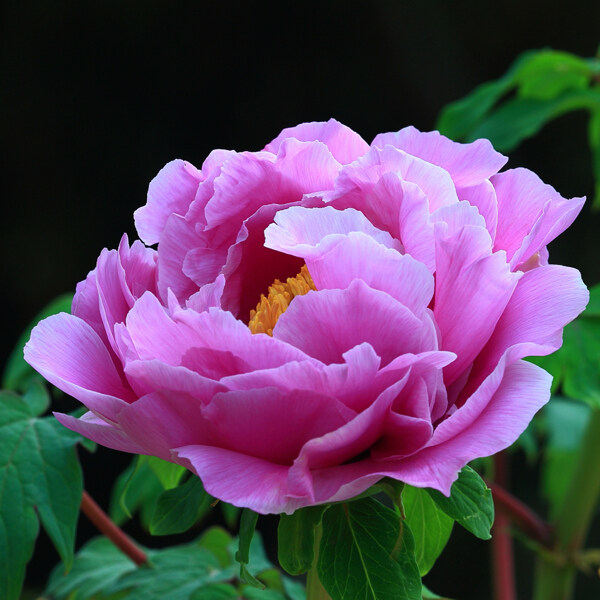 位圖植物攝影寫(xiě)實(shí)花卉花朵牡丹免費(fèi)素材