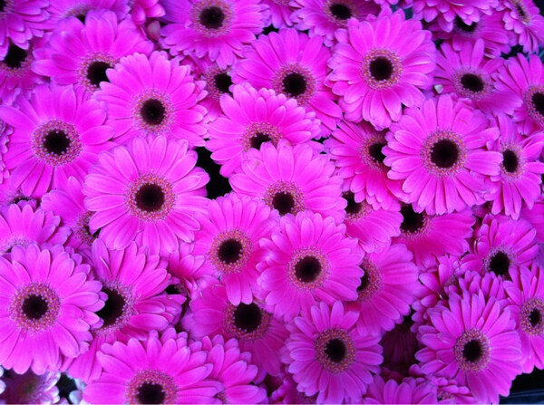 位圖植物攝影寫實花卉花朵菊花免費素材