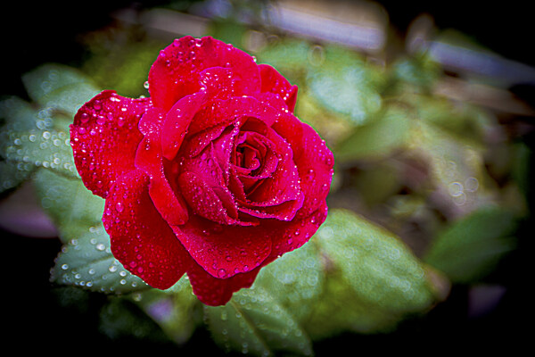 月季花圖片