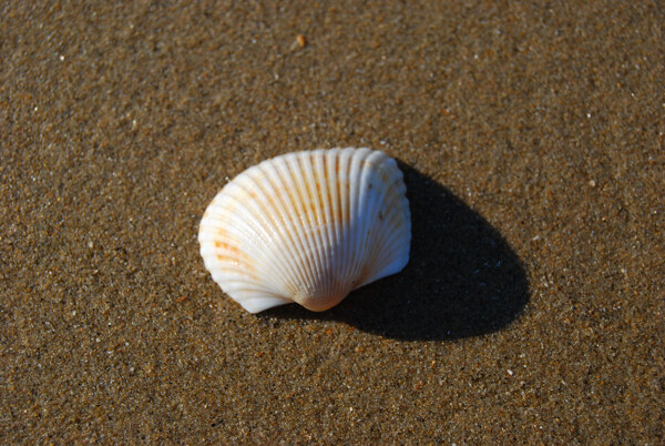 海灘貝殼圖片