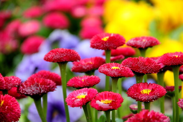 菊花圖片