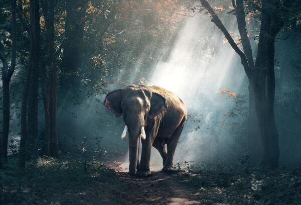 自然树林森林大象