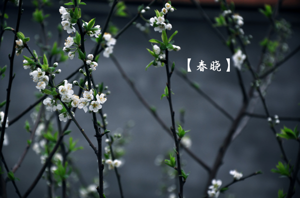 梨花圖片