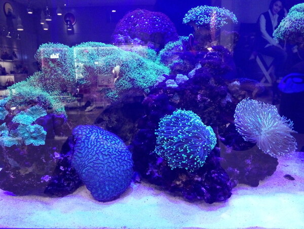漂亮的珊瑚丛
