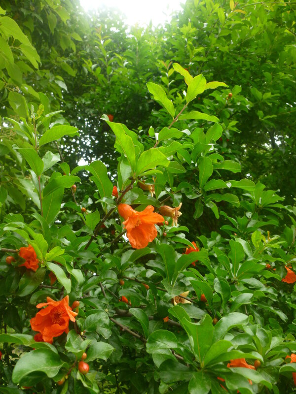 石榴花圖片