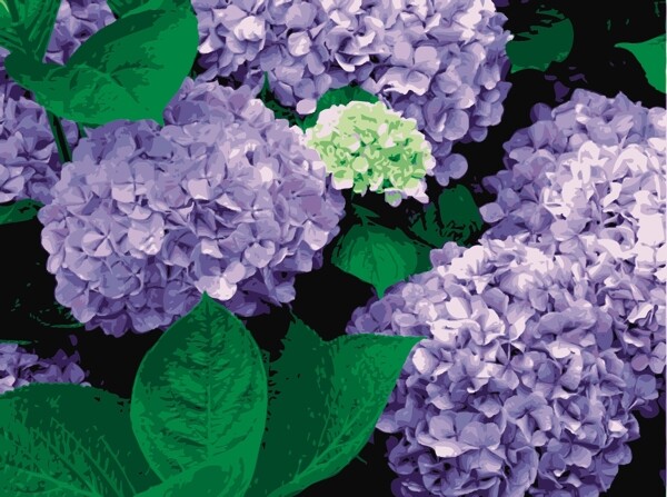 繡球花丁香花圖片