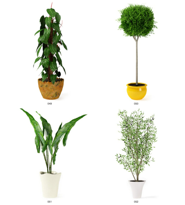 綠色盆栽植物