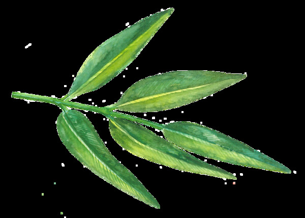 黃紋花葉卡通透明素材