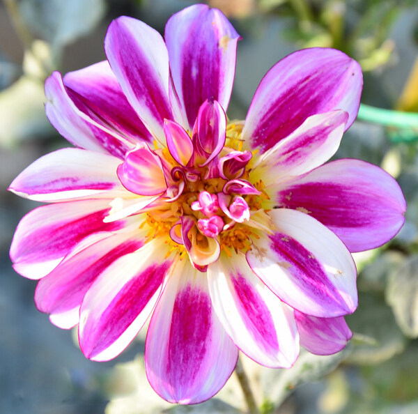 位圖植物攝影寫(xiě)實(shí)花卉花朵數(shù)碼照片免費(fèi)素材