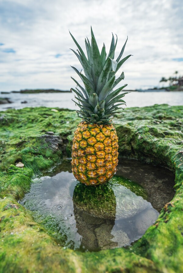 菠蘿
