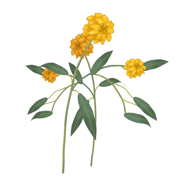手繪花卉png素材