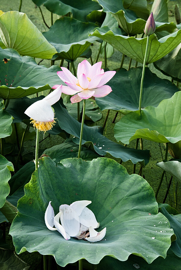荷花