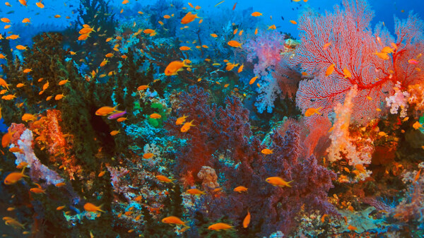海底珊瑚礁鱼群