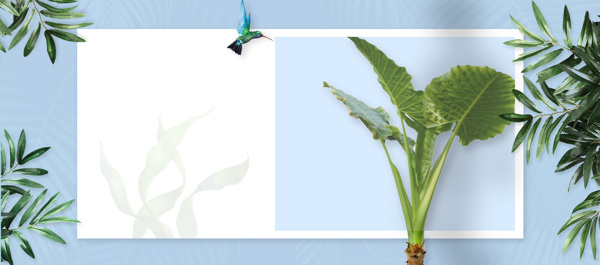 藍(lán)色夏季花朵淘寶全屏banner背景