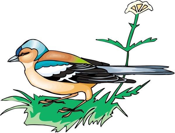 各種鳥類鳥動物矢量素材EPS格式0518