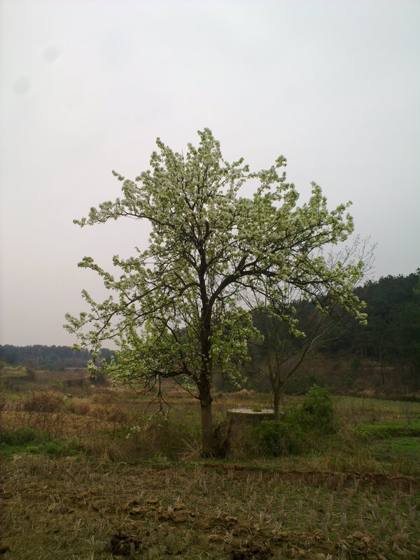 孤傲的梨树图片