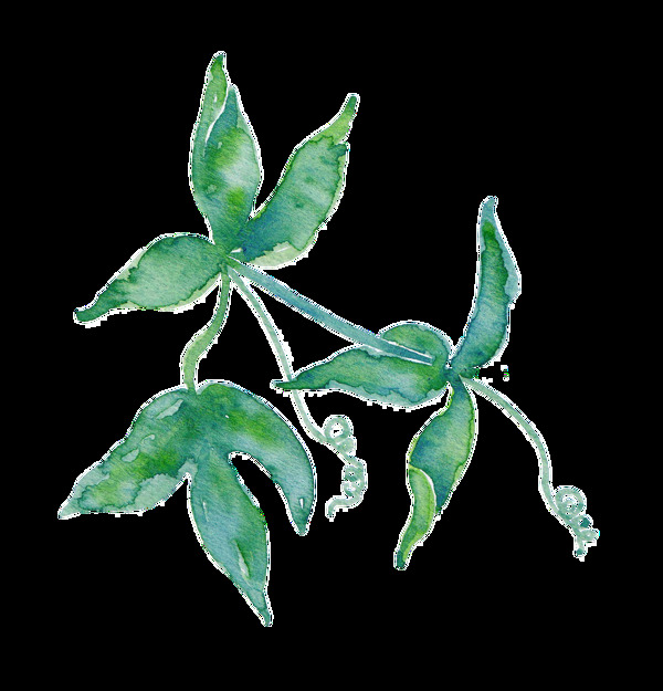 三葉草透明素材