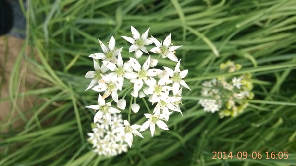 韭菜花圖片