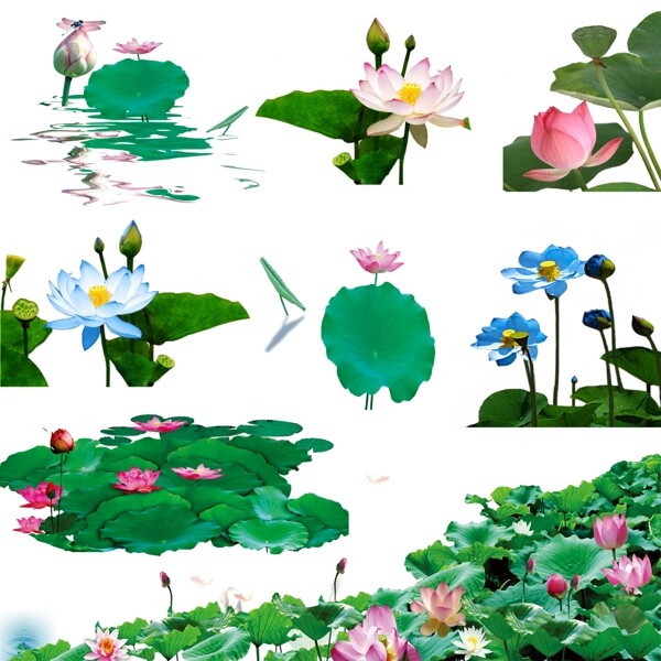ps荷花素材
