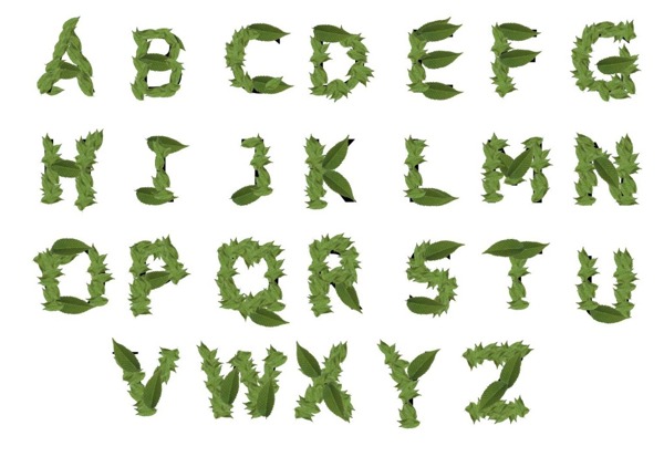 树叶英文字母
