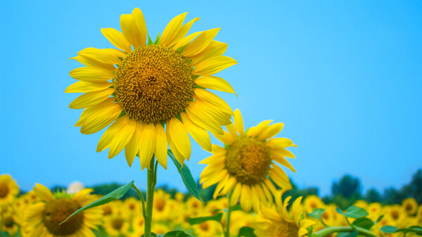 金黄的向日葵花摄影美图