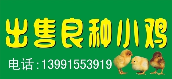 出售良種小雞