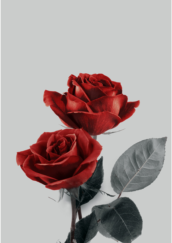 暗伤的玫瑰花