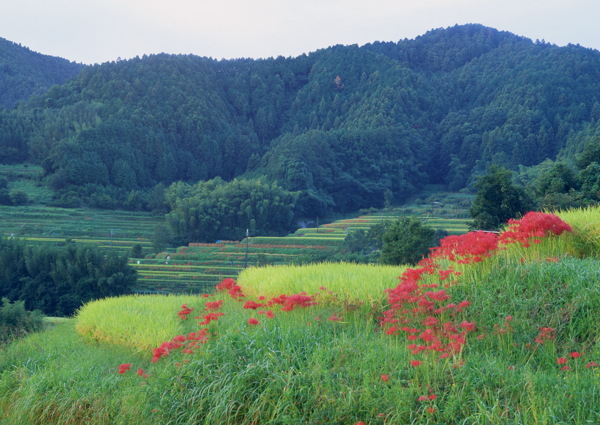 田園風光