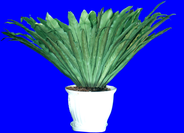 盆栽g057盆景盆花植物素材
