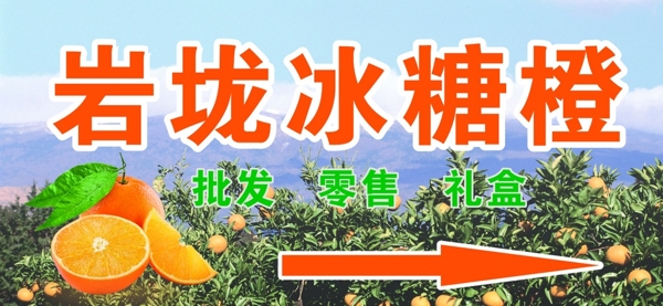 冰糖橙