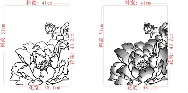 牡丹花圖片