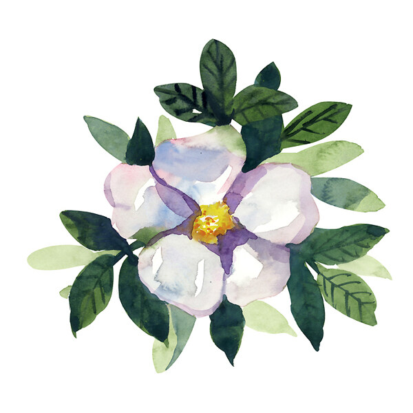位圖植物寫意花卉花朵野花免費(fèi)素材