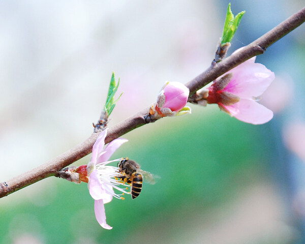 采蜜圖片