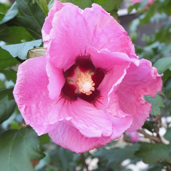 位圖植物攝影寫實(shí)花卉花朵數(shù)碼照片免費(fèi)素材