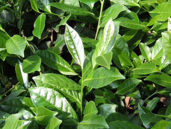 鐵觀音茶芽圖片
