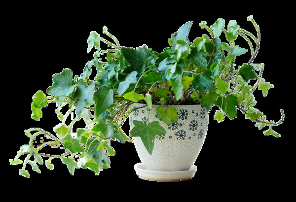 綠色葉子綠植png元素素材