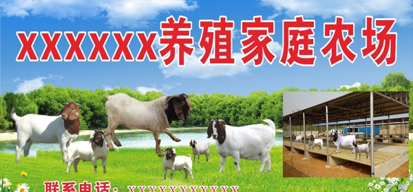 羊黑头羊养殖家庭农场图片