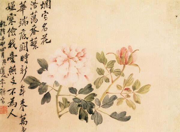 白色牡丹